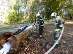 Hohler Baumstamm wurde in Brand gesetzt (Foto: nnz)