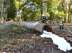 Hohler Baumstamm wurde in Brand gesetzt (Foto: nnz)