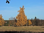 Herbst im Harz (Foto: Peter Blei)