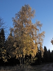 Herbst im Harz (Foto: Peter Blei)