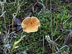 Herbst im Harz (Foto: Peter Blei)