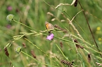 Sonntagsspaziergang Gipskarst-Naturschutzgebiet Sattelk&ouml;pfe" - H&ouml;rninger Klippen" (Foto: Eva Maria Wiegand)