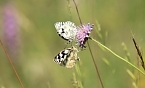 Sonntagsspaziergang Gipskarst-Naturschutzgebiet Sattelk&ouml;pfe" - H&ouml;rninger Klippen" (Foto: Eva Maria Wiegand)