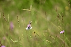 Sonntagsspaziergang Gipskarst-Naturschutzgebiet Sattelk&ouml;pfe" - H&ouml;rninger Klippen" (Foto: Eva Maria Wiegand)
