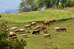 Sonntagsspaziergang Gipskarst-Naturschutzgebiet Sattelk&ouml;pfe" - H&ouml;rninger Klippen" (Foto: Eva Maria Wiegand)