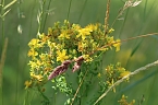 Sonntagsspaziergang Gipskarst-Naturschutzgebiet Sattelk&ouml;pfe" - H&ouml;rninger Klippen" (Foto: Eva Maria Wiegand)