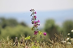 Sonntagsspaziergang Gipskarst-Naturschutzgebiet Sattelk&ouml;pfe" - H&ouml;rninger Klippen" (Foto: Eva Maria Wiegand)