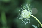 Sonntagsspaziergang Gipskarst-Naturschutzgebiet Sattelk&ouml;pfe" - H&ouml;rninger Klippen" (Foto: Eva Maria Wiegand)