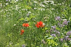 Sonntagsspaziergang Gipskarst-Naturschutzgebiet Sattelk&ouml;pfe" - H&ouml;rninger Klippen" (Foto: Eva Maria Wiegand)