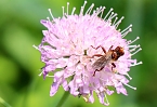 Sonntagsspaziergang Gipskarst-Naturschutzgebiet Sattelk&ouml;pfe" - H&ouml;rninger Klippen" (Foto: Eva Maria Wiegand)