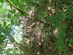 Gartenabf&auml;lle rund eine alte Eiche in Nordhausen-Nord (Foto: Heidelore Kneffel)