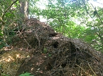 Gartenabf&auml;lle rund eine alte Eiche in Nordhausen-Nord (Foto: Heidelore Kneffel)