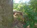 Gartenabf&auml;lle rund eine alte Eiche in Nordhausen-Nord (Foto: Heidelore Kneffel)