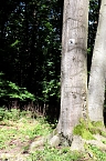 Bild: Erste Wanderung auf dem Urwaldpfad bei R&uuml;digsdorf (Foto: S.Staubitz)