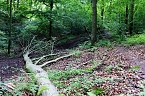 Bild: Erste Wanderung auf dem Urwaldpfad bei R&uuml;digsdorf (Foto: S.Staubitz)