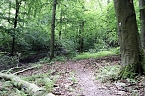 Bild: Erste Wanderung auf dem Urwaldpfad bei R&uuml;digsdorf (Foto: S.Staubitz)