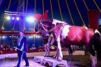 Bild: Zirkus Atlantik in Sundhausen (Foto: City-Scout Sven G&auml;mkow)