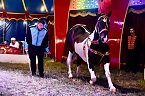 Bild: Zirkus Atlantik in Sundhausen (Foto: City-Scout Sven G&auml;mkow)