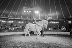 Bild: Zirkus Atlantik in Sundhausen (Foto: City-Scout Sven G&auml;mkow)