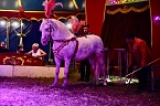 Bild: Zirkus Atlantik in Sundhausen (Foto: City-Scout Sven G&auml;mkow)