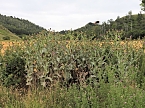 Bild: Die alte W&uuml;stung am Schlossberg (Foto: Peter Blei)