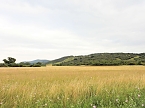 Bild: Die alte W&uuml;stung am Schlossberg (Foto: Peter Blei)