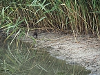 Bild: Spaziergang am Stausee (Foto: Familie Friedling)