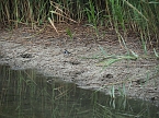 Bild: Spaziergang am Stausee (Foto: Familie Friedling)
