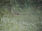 Bild: Spaziergang am Stausee (Foto: Familie Friedling)