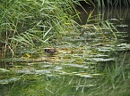 Bild: Spaziergang am Stausee (Foto: Familie Friedling)