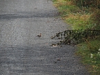 Bild: Spaziergang am Stausee (Foto: Familie Friedling)