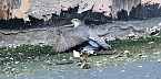 Habich bei der Jagd (Foto: Eva Maria Wiegand)
