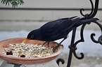 Amsel beim Fressen (Foto: Eva Maria Wiegand)
