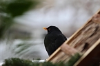 Amseln im Winter (Foto: Eva Maria Wiegand)