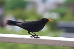 Amsel (Schwarzdrossel) im Sommer (Foto: Eva Maria Wiegand)
