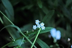 Die Wunder der Natur eingefangen von der Kamera (Foto: P.Blei)