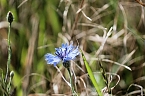Die Wunder der Natur eingefangen von der Kamera (Foto: P.Blei)