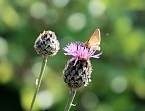 Die Wunder der Natur eingefangen von der Kamera (Foto: P.Blei)