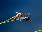 Die Wunder der Natur eingefangen von der Kamera (Foto: P.Blei)