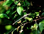 Die Wunder der Natur eingefangen von der Kamera (Foto: P.Blei)