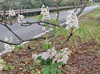 Kastanienbl&uuml;te im Oktober (Foto: Peter Blei)