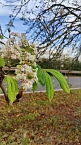 Kastanienbl&uuml;te im Oktober (Foto: Peter Blei)