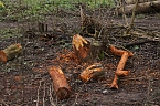 Biberbau-Drainage in der Salza (Foto: agl)