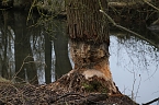 Biberbau-Drainage in der Salza (Foto: agl)