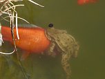 Liebesspiel im Gartenteich (Foto: W. Kaiser) Liebesspiel im Gartenteich (Foto: W. Kaiser)