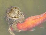Liebesspiel im Gartenteich (Foto: W. Kaiser) Liebesspiel im Gartenteich (Foto: W. Kaiser)