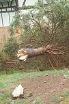 Sturm verursacht Sch&auml;den (Foto: H. Michel)