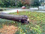 Umgest&uuml;rzter Baum (Foto: privat)