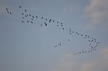 Kraniche ziehen (Foto: Nico Hofsommer)