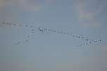 Kraniche ziehen (Foto: Nico Hofsommer)